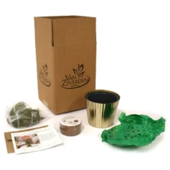 Amaryllis Pink Kit Minerva With Iron Brass Fluted Planter - Van Zyverden -Sunnydaze Store GUEST cf147812 4bb3 4c94 8882 edc0e880ab75