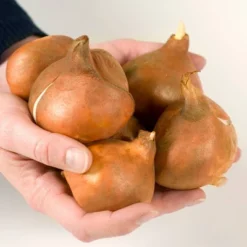 10ct Tulips Giant Orange Sunrise Bulbs - Van Zyverden -Sunnydaze Store GUEST cfbf6e5e e090 4d75 bc86 24a3553e2183