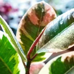 Ficus Robusta Ruby Rubber Tree Plant - National Plant Network