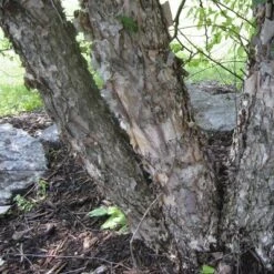 2.25gal River Birch Tree - National Plant Network