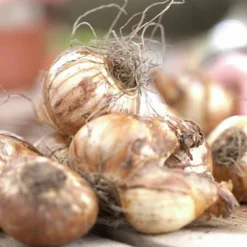 Van Zyverden Set Of 25 Daffodils Bulbs Classic Improved King Alfred