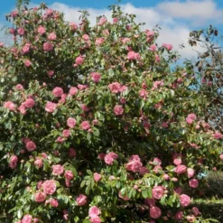 2.5qt High Fragrance Camellia Japonica Plant With Pink Blooms - National Plant Network -Sunnydaze Store GUEST d4f6ec5c 3262 4b39 ab3f ea536c0801b4