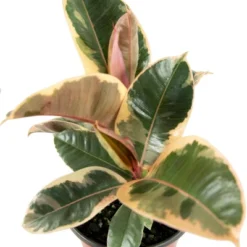 Ficus Robusta Ruby Rubber Tree Plant - National Plant Network -Sunnydaze Store GUEST d6abaad3 1813 42c3 beaa 8164467cd7bf