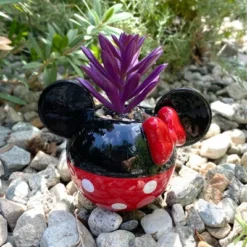 Disney 2pc Indoor/Outdoor Ceramic Mickey And Minnie Mouse Classic Succulent Set -Sunnydaze Store GUEST dd07f788 0579 4e83 97bc 0df936bb0b37