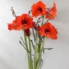 Van Zyverden Amaryllis Orange Sovereign Flower Bulb -Sunnydaze Store GUEST df7378f2 6711 4517 8751 445ed6ac241b