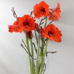 Van Zyverden Amaryllis Orange Sovereign Flower Bulb