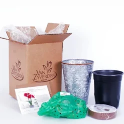 Van Zyverden Amaryllis Cherry Nymph Flower Bulb With Southwest Metal Cachepot -Sunnydaze Store GUEST e03d62cc 9207 4854 9868 ea9c4522878b