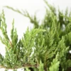 2.25gal Green Sargent Juniper Plant - National Plant Network -Sunnydaze Store GUEST e27fb925 134f 4010 bb3a 000d3517a372