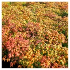Nandina 'Fire Power' 1pc - National Plant Network - U.S.D.A. Hardiness Zones 6 - 10 -Sunnydaze Store GUEST e7a1ef33 9b03 4f52 99da 769c35034a71