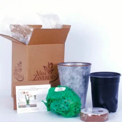 Van Zyverden Amaryllis Multicolored Flower Bulb With Flower Burst Metal Cachepot -Sunnydaze Store GUEST e94acecd e76b 40c8 b7b1 23d51f606f95