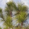 2.25gal Longleaf Pine Tree - National Plant Network