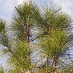 2.25gal Longleaf Pine Tree - National Plant Network