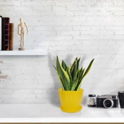 Unique Bargains Plastic Petal Shaped Home Garden Plant Planter Flower Pot With Tray 6"x5"x4.13" 1 Pc 11 Unique Bargains Plastic Petal Shaped Home Garden Plant Planter Flower Pot With Tray 6"x5"x4.13" 1 Pc -Sunnydaze Store GUEST f4196589 b181 48c6 9ea0 583f02b1d3c5