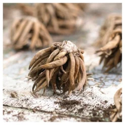 Grand Freesia & Ranunculus Blend Set Of 25 Bulbs - Van Zyverden