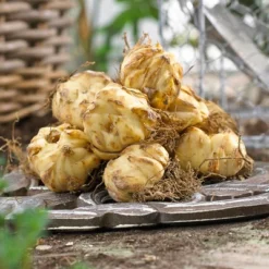 Lilies Oriental Stargazer - Set Of 12 Bulbs - Van Zyverden -Sunnydaze Store GUEST fb3df230 162d 4dd9 9f00 29e9af2e9a53