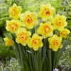 12ct Daffodils Tahiti Bulbs - Van Zyverden -Sunnydaze Store GUEST fc96bf3a 3e89 4df4 aa61 e8e7bddd2b98