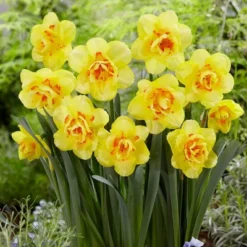 12ct Daffodils Tahiti Bulbs - Van Zyverden