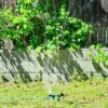 GrowGreen Garden Sprinkler, 360 Degree Rotating Sprinkler, Large Coverage, Solid ABS Plastic 1 GrowGreen Garden Sprinkler, 360 Degree Rotating Sprinkler, Large Coverage, Solid ABS Plastic -Sunnydaze Store GUEST fca2ecbd e22c 4892 b95b 80f628bd2658