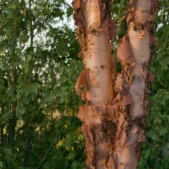 2.25gal River Birch Tree - National Plant Network -Sunnydaze Store GUEST fd254772 0939 43b5 aff2 208607971f74