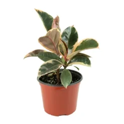 Ficus Robusta Ruby Rubber Tree Plant - National Plant Network -Sunnydaze Store GUEST fe9fd0ed e15f 4a8e a489 32d5f999661c