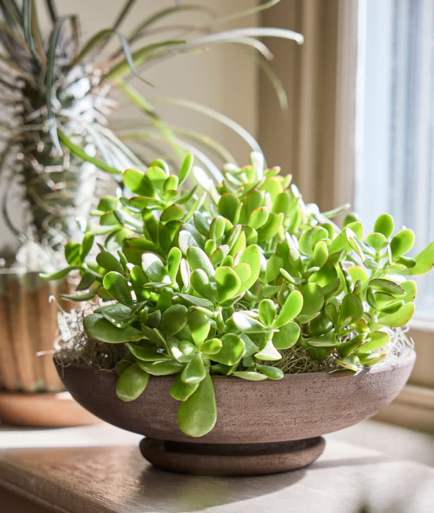 Sunnydaze Store -Sunnydaze Store 061224 planters categtopper 2